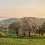 Komplexná starostlivosť o ovocné dreviny 